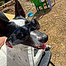 dog, sunglasses, outdoor, chair, black_and_white, table, plastic_chair, sunny, tongue_out, pet, relaxed, backyard, daytime, animal, summer, cool, shade, leisure, ground, happy