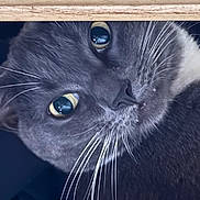 Anubis is registered to the contest to win money with this photo: cat, gray_cat, close_up, whiskers, eyes, curious, pet, feline, animal, indoor, face, portrait, looking, cute, fur, muzzle, closeup, wood, texture, nose