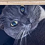 cat, gray_cat, close_up, whiskers, eyes, curious, pet, feline, animal, indoor, face, portrait, looking, cute, fur, muzzle, closeup, wood, texture, nose