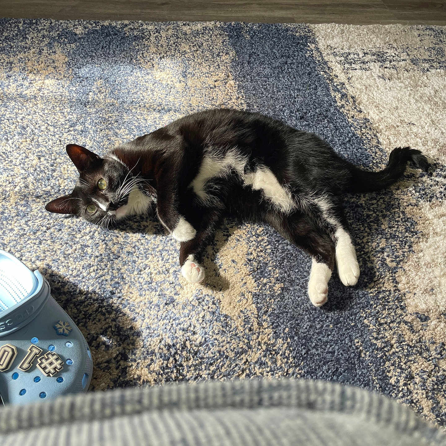 Chloe is registered to the contest to win money with this photo: beige, black_and_white, blue, casual, cat, charm, cozy, croc, floor, indoor, lying_down, paws, pet, relaxed, rug, shoe, sunlight, tail, texture, whiskers