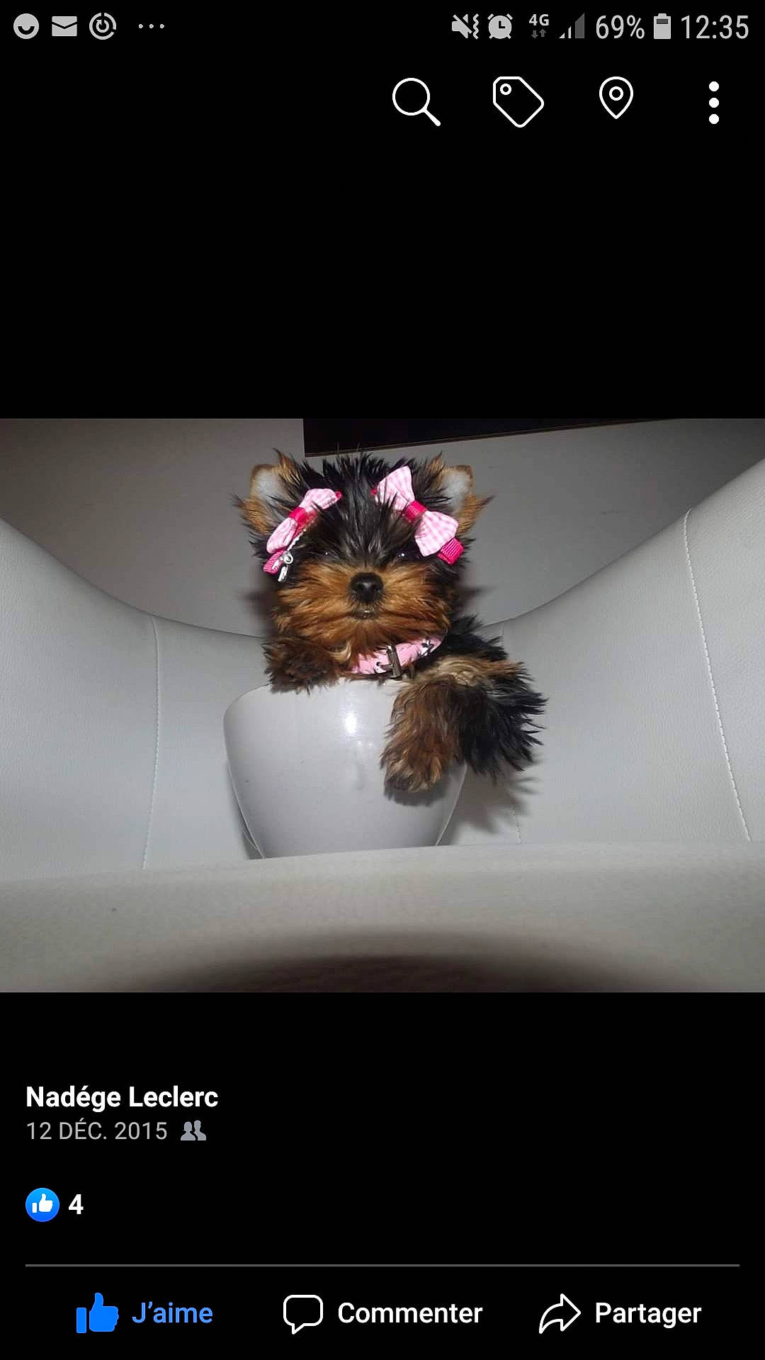 Layla a rejoint le concours — aidez-le/la à gagner de superbes lots ! cairn_terrier, canidae, carnivore, chinese_imperial_dog, companion_dog, dog, dog_breed, morkie, photo_caption, puppy, shih_tzu, small_terrier, terrier, toy_dog, yorkshire_terrier