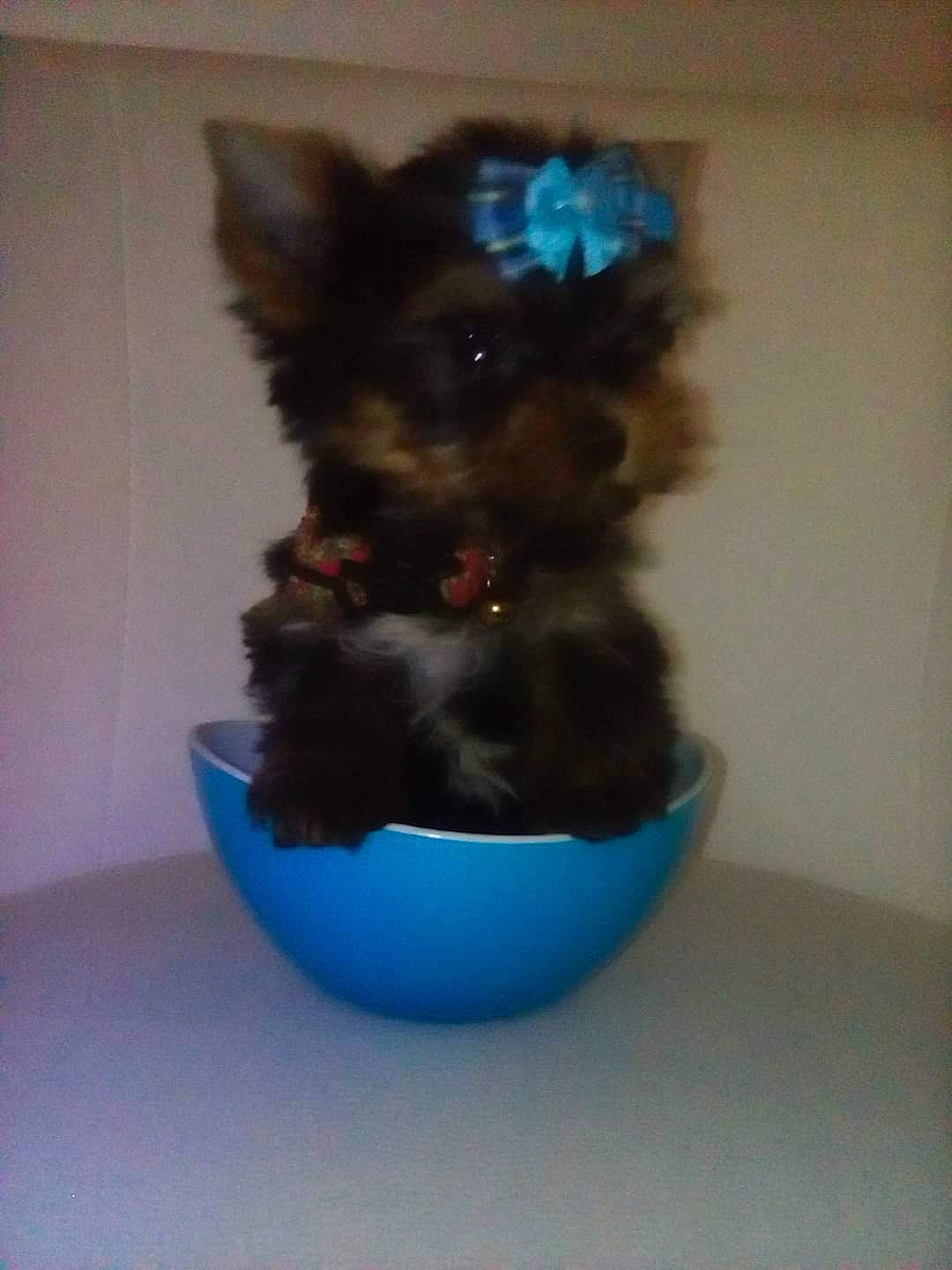 Layla participe au concours pour gagner de l'argent avec cette photo : animal_feed, canidae, carnivore, cat_supply, companion_dog, dog, dog_breed, dog_supply, electric_blue, felidae, fur, pet_food, pet_supply, small_to_medium_sized_cats, snout, sporting_group, tail, toy_dog, whiskers, working_animal