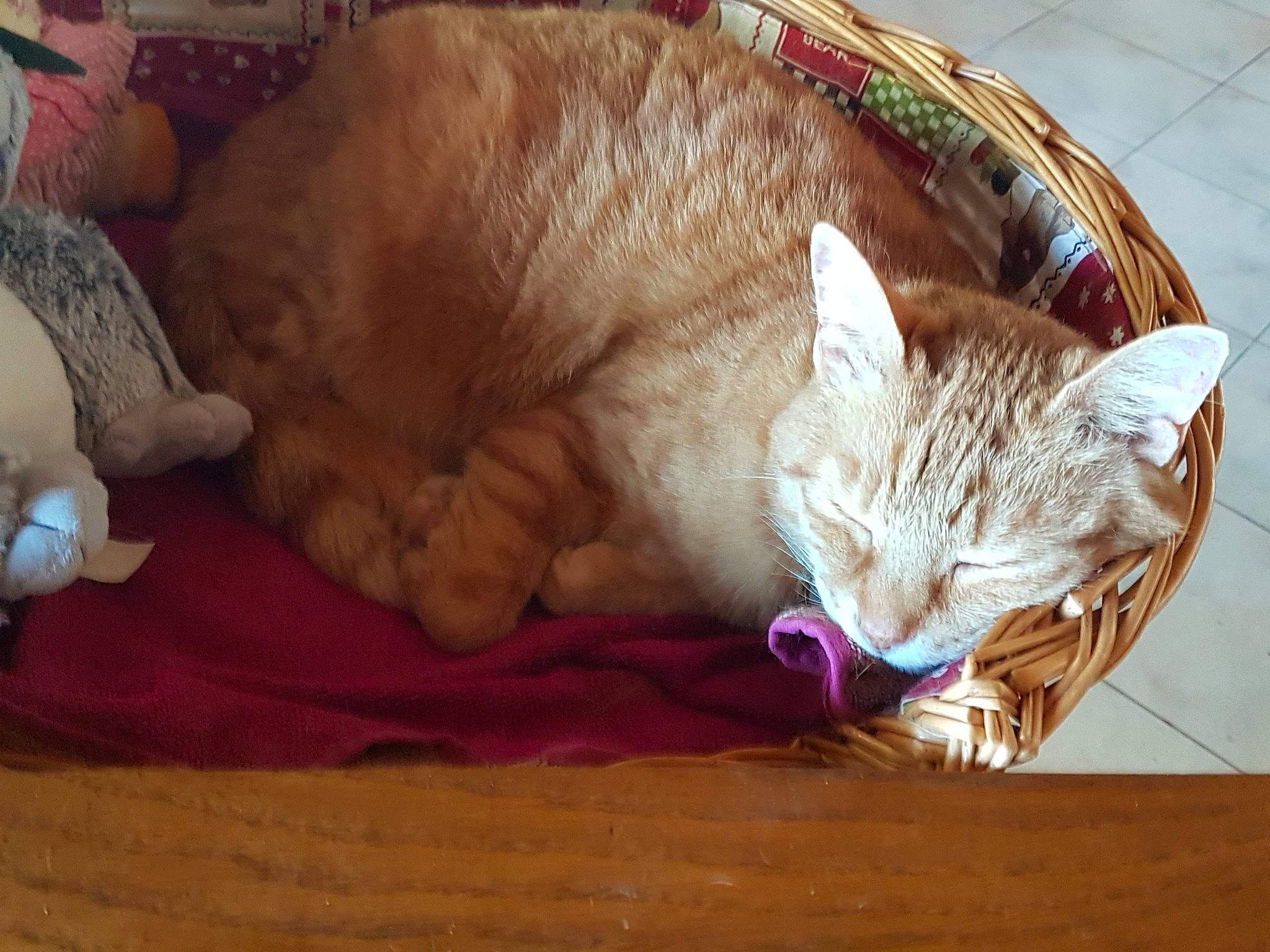 Bébé Zidane participe au concours pour gagner de l'argent avec cette photo : arabian_mau, asian, australian_mist, carnivore, cat, domestic_short_haired_cat, european_shorthair, fawn, felidae, fur, kitten, mammal, nap, sleep, small_to_medium_sized_cats, snout, tabby_cat, vertebrate, whiskers