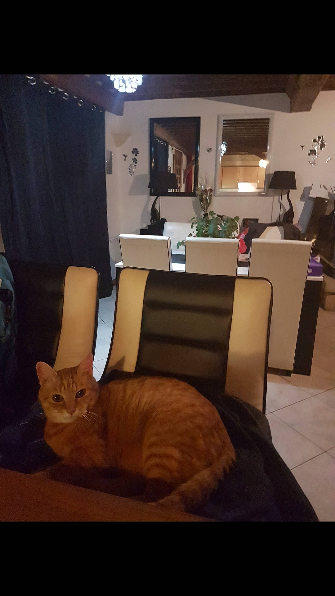 Bébé Zidane participe au concours pour gagner de l'argent avec cette photo : carnivore, cat, chair, comfort, couch, felidae, floor, flooring, fur, furniture, hardwood, home, house, interior_design, living_room, room, small_to_medium_sized_cats, table, whiskers