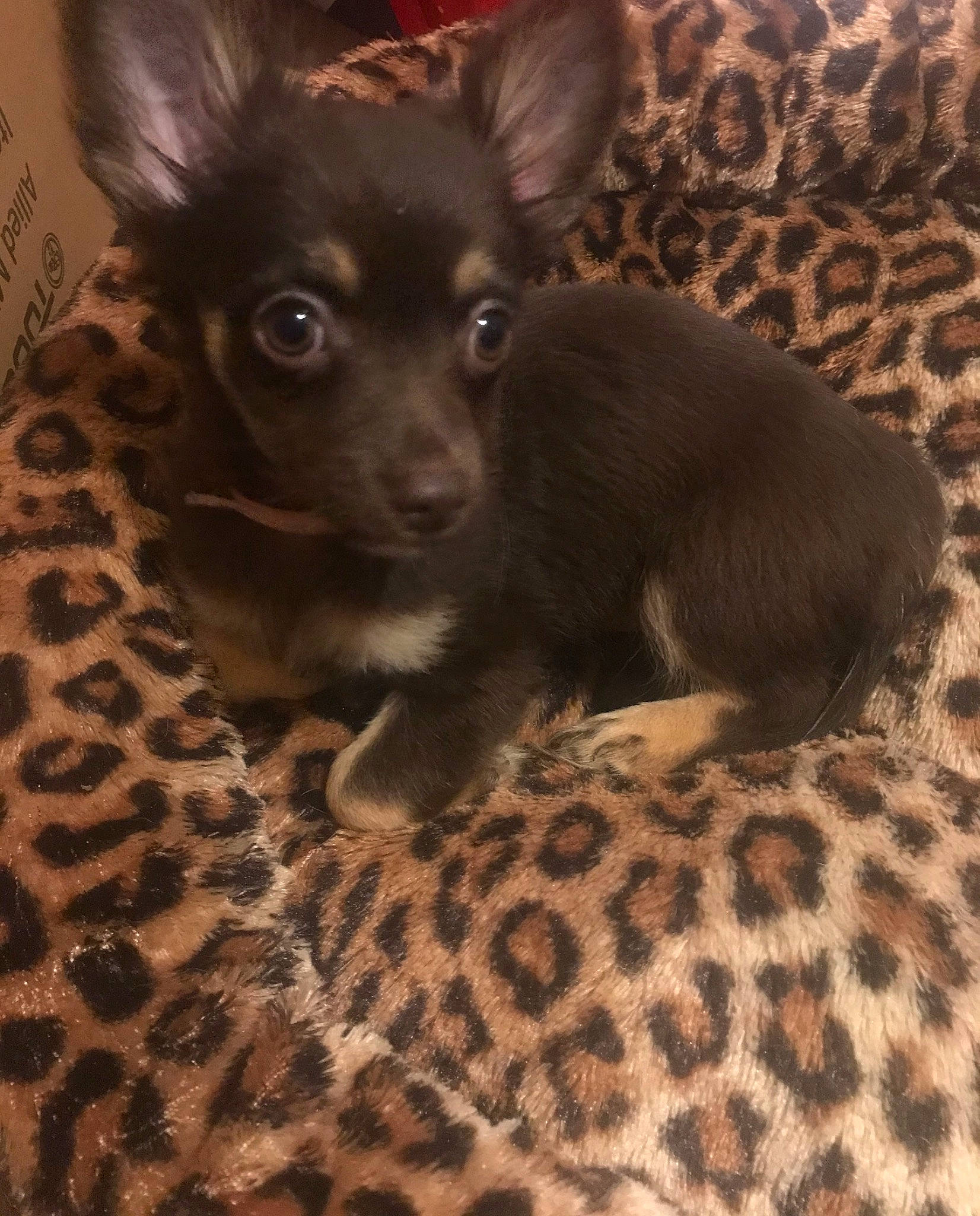 Cali is registered to the contest to win money with this photo: canidae, carnivore, comfort, companion_dog, corgi_chihuahua, dog, dog_breed, dog_supply, ear, fawn, flooring, fur, hardwood, puppy, russkiy_toy, sporting_group, toy_dog, whiskers, wood, working_animal