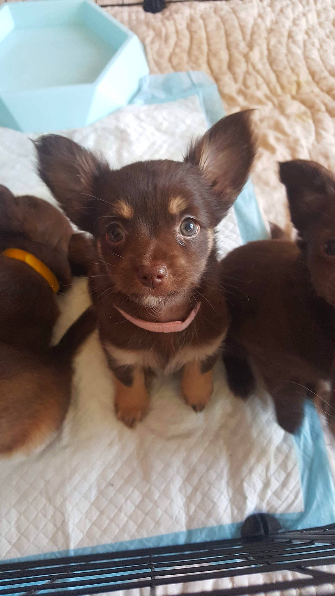 Cali joined the competition — help win amazing prizes! brown, canidae, carnivore, chihuahua, comfort, companion_dog, dog, dog_breed, ear, fawn, fur, liver, paw, puppy, snout, sporting_group, terrestrial_animal, toy_dog, whiskers, working_animal