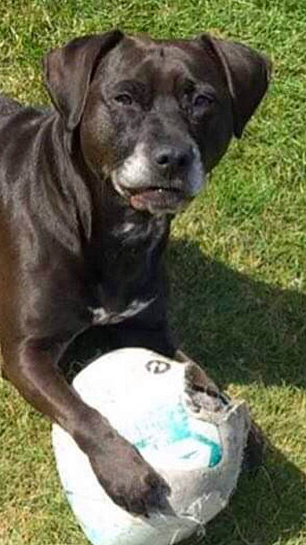 Cassie joined the competition — help win amazing prizes! ball, borador, carnivore, collar, companion_dog, dog, dog_breed, dog_collar, grass, gun_dog, hunting_dog, liver, pet_supply, plant, snout, sporting_group, terrestrial_animal, whiskers, working_animal, working_dog