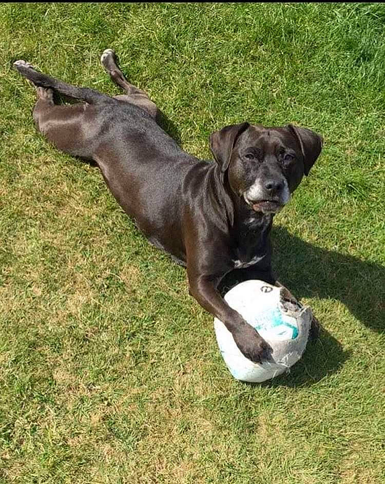 Cassie joined the competition — help win amazing prizes! borador, canidae, carnivore, collar, companion_dog, dog, dog_breed, dog_collar, dog_supply, fawn, grass, liver, pet_supply, snout, sporting_group, tail, terrestrial_animal, whiskers, working_animal, working_dog