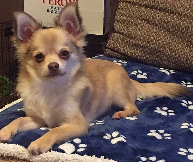 Cash is registered to the contest to win money with this photo: canidae, carnivore, chihuahua, comfort, companion_dog, corgi_chihuahua, couch, dog, dog_breed, dog_supply, fawn, fur, linens, non_sporting_group, puppy, sporting_group, terrestrial_animal, toy_dog, whiskers, working_animal