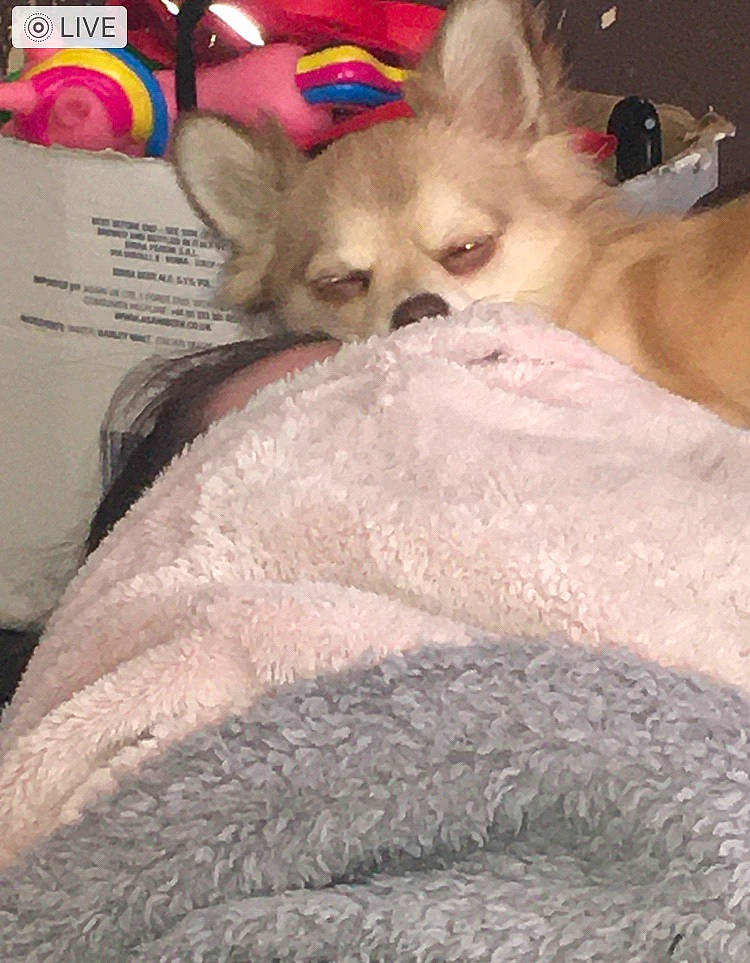 Cash joined the competition — help win amazing prizes! bed, carnivore, cat, comfort, companion_dog, dog_breed, dog_supply, fawn, felidae, fur, linens, mammal, nap, small_to_medium_sized_cats, snout, stuffed_toy, tail, toy_dog, whiskers, working_animal