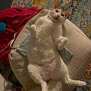 Fireball is registered to the contest to win money with this photo: cat, white_cat, orange_cat, lying_down, cushion, stool, rug, fluffy, indoor, pet, feline, curled_paws, cozy, home, blanket, patterned_rug, relaxed, surprised_expression, fur, animal