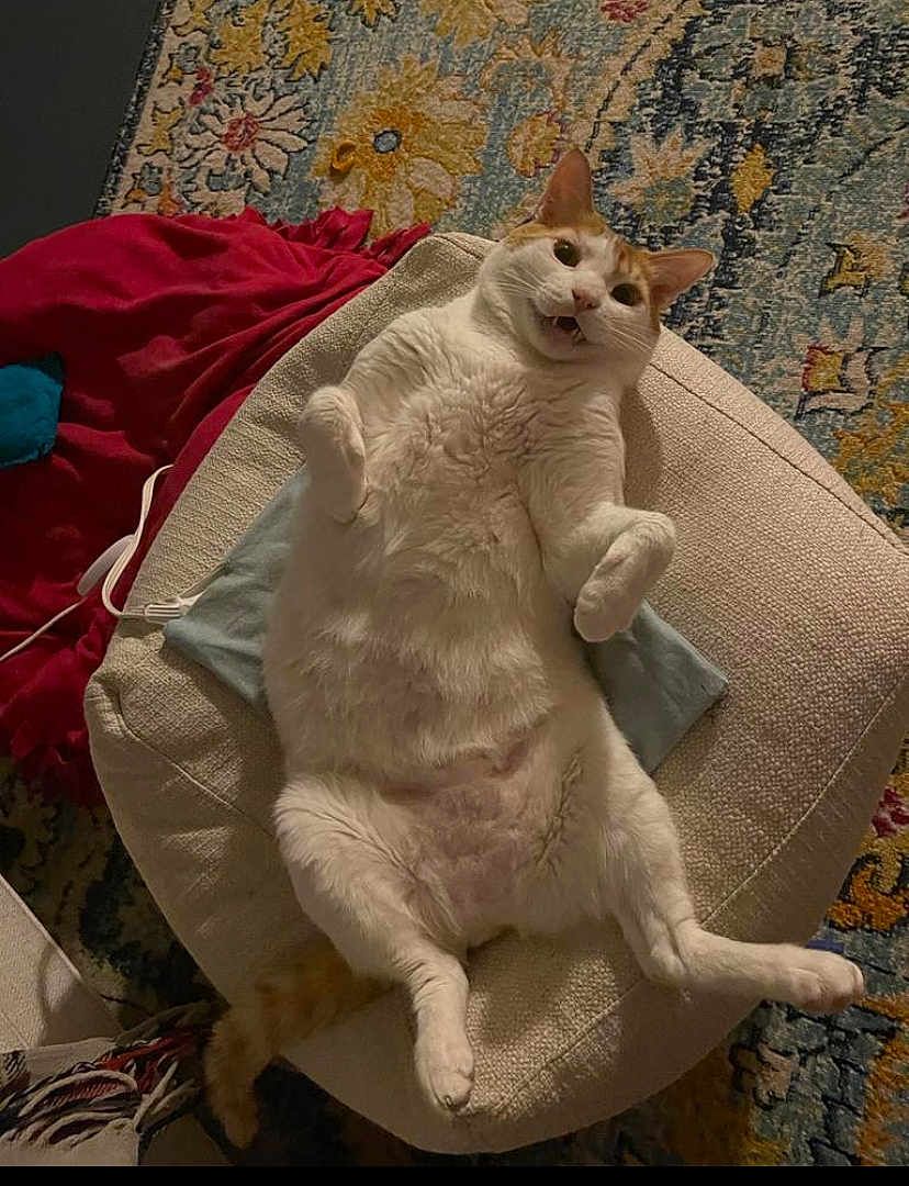 Fireball is registered to the contest to win money with this photo: cat, white_cat, orange_cat, lying_down, cushion, stool, rug, fluffy, indoor, pet, feline, curled_paws, cozy, home, blanket, patterned_rug, relaxed, surprised_expression, fur, animal