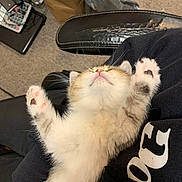 Tinky is registered to the contest to win money with this photo: kitten, cat, sleeping, stretching, paw, furry, cute, indoor, person, armrest, sitting, relaxed, cozy, carpet, clothing, black_sweatshirt, white_fur, pink_nose, whiskers, home