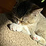 cat, paw, sleeping, fur, carpet, sunlight, closeup, cozy, pet, animal, whiskers, pink_paw_pads, relaxing, indoor, cute, mammal, feline, soft_texture, nap, resting