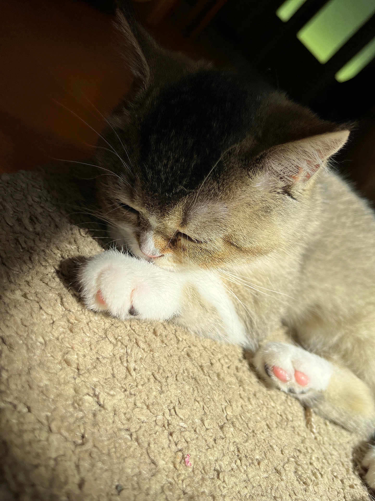 Tinky joined the competition — help win amazing prizes! cat, paw, sleeping, fur, carpet, sunlight, closeup, cozy, pet, animal, whiskers, pink_paw_pads, relaxing, indoor, cute, mammal, feline, soft_texture, nap, resting
