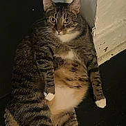 Jypsy joined the competition — help win amazing prizes! cat, tabby, striped_fur, white_paws, white_belly, indoor, lounging, relaxed, pet, feline, animal, cute, chubby, resting, floor, wall, domestic_cat, whiskers, ears, eyes