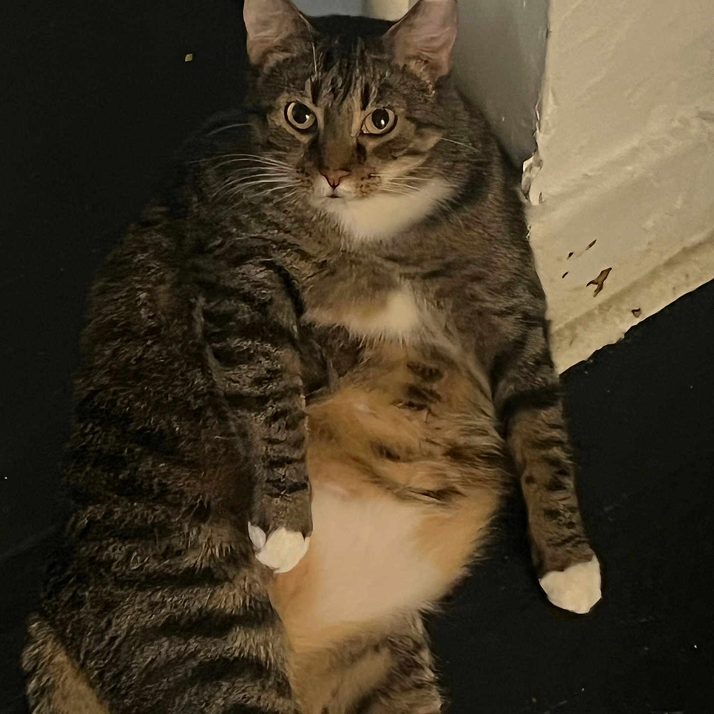 Jypsy joined the competition — help win amazing prizes! cat, tabby, striped_fur, white_paws, white_belly, indoor, lounging, relaxed, pet, feline, animal, cute, chubby, resting, floor, wall, domestic_cat, whiskers, ears, eyes