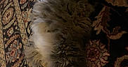 Tulip is registered to the contest to win money with this photo: cat, fluffy, carpet, patterned, indoor, relaxed, feline, fur, laying_down, white_paws, brown_fur, orange_fur, pet, animal, cozy, home, resting, soft, sleepy, cute