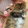 Tulip is registered to the contest to win money with this photo: cat, sleeping, fluffy, tabby, bed, blanket, plush_toys, pillow, indoor, cozy, cute, pet, feline, resting, soft, fur, animal, comfort, home, relaxation