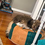 Tulip is registered to the contest to win money with this photo: cat, sleeping, pouf, wooden_floor, vacuum_cleaner, soccer_ball, rug, chair, home_interior, furniture, pet, cozy, indoor, resting, fluffy, brown, white, relaxed, quiet, casual