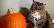 Tulip is registered to the contest to win money with this photo: animal, cat, curious, cute, decor, domestic_cat, fall, fur, harvest, indoor, orange, pet, portrait, pumpkin, shadow, sitting, tabby_cat, wall, whiskers, wooden_floor