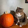 Tulip is registered to the contest to win money with this photo: cat, tabby_cat, pumpkin, orange, pet, animal, fur, indoor, wooden_floor, sitting, curious, whiskers, shadow, wall, decor, fall, harvest, cute, domestic_cat, portrait