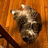 cat, fluffy_cat, gray_cat, white_paws, wooden_floor, indoor, pet, cute, relaxed, lying_down, furniture_leg, home, flooring, whiskers, fur, animal, domestic_cat, looking_up, cozy, playful
