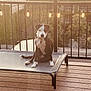 dog, pet_bed, deck, wooden_floor, railing, string_lights, outdoor, sunlight, shadow, trees, building, black_and_white, collar, sitting, quiet, fence, balcony, evening, calm, animal
