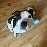 Tito participe au concours pour gagner de l'argent avec cette photo : dog, black_and_white, pet, wooden_floor, toy, plush_toy, indoor, looking_up, curious, animal, canine, flooring, domestic_animal, companion, sitting, snout, ears, eyes, playful, cute