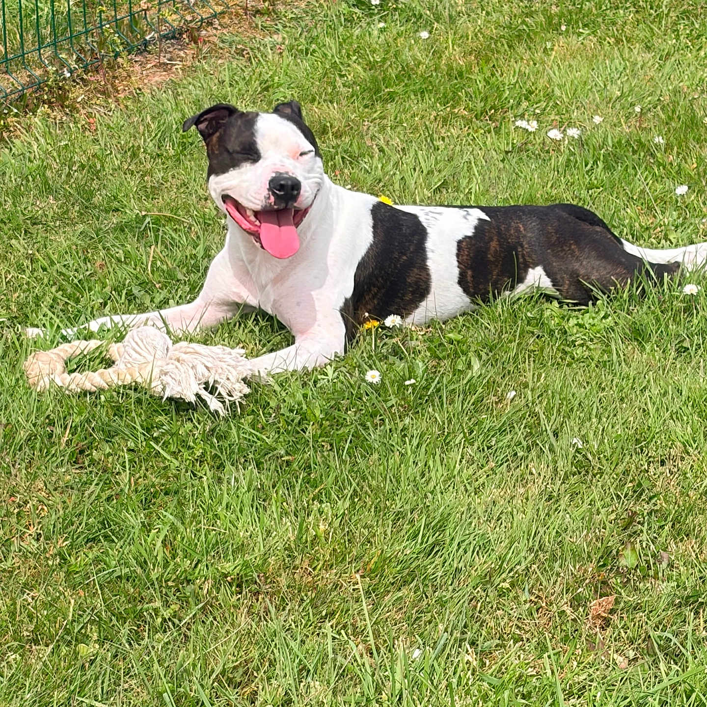 Tito a rejoint le concours — aidez-le/la à gagner de superbes lots ! dog, black_and_white, grass, outdoor, sunlight, toy, rope_toy, playful, pet, canine, happy, tongue_out, relaxed, summer, nature, animal, fence, tree, daytime, greenery
