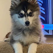Aloha a rejoint le concours — aidez-le/la à gagner de superbes lots ! adorable, animal, background_screen, blue_eyes, canine, close_up, cute, dog, fluffy, fur, indoor, looking_at_camera, mammal, pet, portrait, puppy, relaxed, resting, soft_texture, young