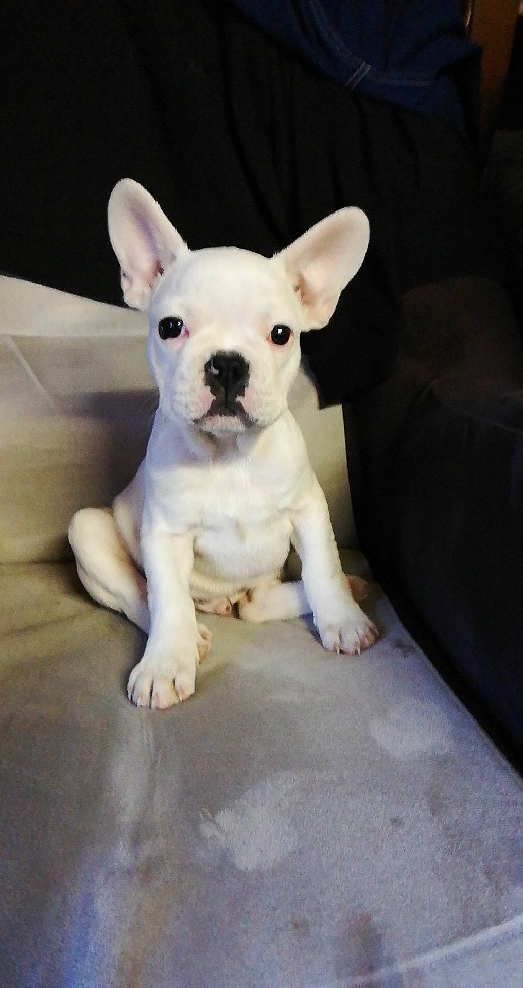 Palou participe au concours pour gagner de l'argent avec cette photo : bulldog, canidae, carnivore, companion_dog, dog, dog_breed, fawn, french_bulldog, mammal, molosser, non_sporting_group, puppy, rare_breed_dog, snout, toy_bulldog, vertebrate