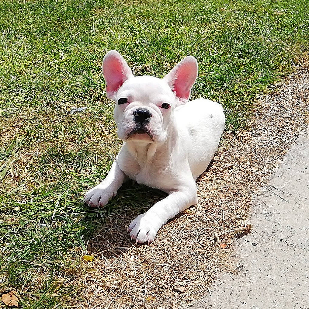 Palou participe au concours pour gagner de l'argent avec cette photo : canidae, carnivore, companion_dog, dog, dog_breed, ear, fawn, french_bulldog, grass, mammal, non_sporting_group, puppy, rare_breed_dog, snout, sporting_group, tail, toy_bulldog, vertebrate