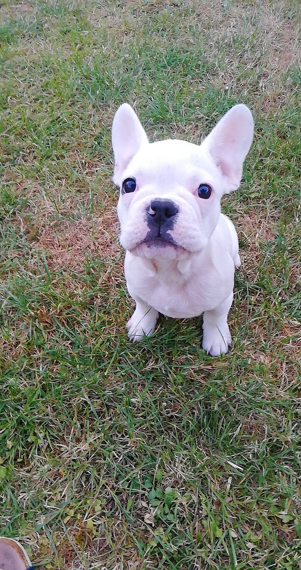 Palou a rejoint le concours — aidez-le/la à gagner de superbes lots ! american_bulldog, australian_bulldog, bulldog, canidae, carnivore, companion_dog, dog, dog_breed, fawn, french_bulldog, grass, mammal, molosser, non_sporting_group, puppy, rare_breed_dog, snout, toy_bulldog, vertebrate, white_english_bulldog