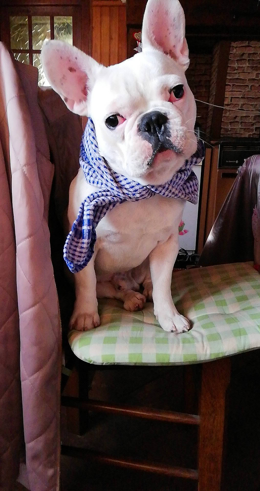 Palou participe au concours pour gagner de l'argent avec cette photo : american_bulldog, australian_bulldog, boston_terrier, bulldog, canidae, carnivore, companion_dog, dog, dog_breed, fawn, french_bulldog, mammal, molosser, non_sporting_group, puppy, puppy_love, rare_breed_dog, snout, toy_bulldog, vertebrate