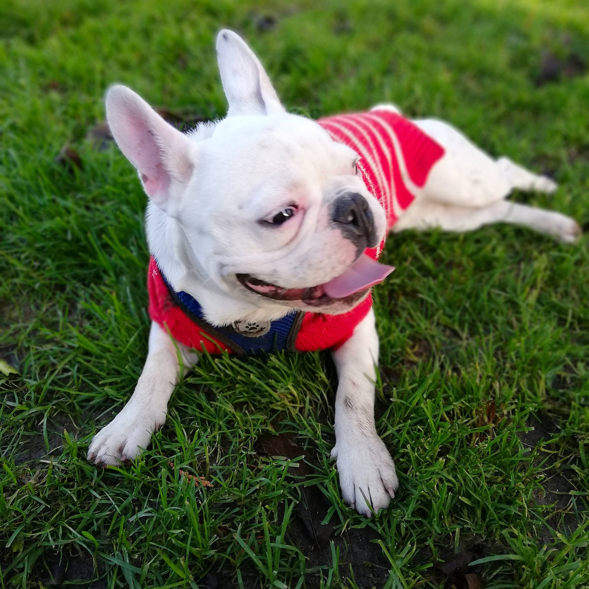 Palou a rejoint le concours — aidez-le/la à gagner de superbes lots ! american_bulldog, australian_bulldog, boston_terrier, bulldog, canidae, carnivore, companion_dog, dog, dog_breed, french_bulldog, grass, mammal, non_sporting_group, puppy, rare_breed_dog, snout, sporting_group, toy_bulldog, vertebrate, white_english_bulldog