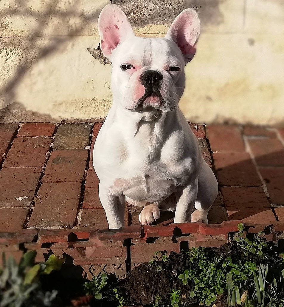 Palou participe au concours pour gagner de l'argent avec cette photo : american_bulldog, ancient_dog_breeds, bulldog, canidae, carnivore, companion_dog, dog, dog_breed, fawn, french_bulldog, mammal, molosser, non_sporting_group, puppy, rare_breed_dog, snout, toy_bulldog, vertebrate