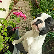 Daisy a rejoint le concours — aidez-le/la à gagner de superbes lots ! dog, flower_pot, pink_flowers, green_leaves, garden, sunlight, cobblestone_path, plant, pet, outdoor, nature, curious, black_and_white, canine, paw, spring, leaf, bloom, close_up, daylight
