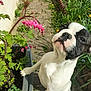 dog, flower_pot, pink_flowers, green_leaves, garden, sunlight, cobblestone_path, plant, pet, outdoor, nature, curious, black_and_white, canine, paw, spring, leaf, bloom, close_up, daylight