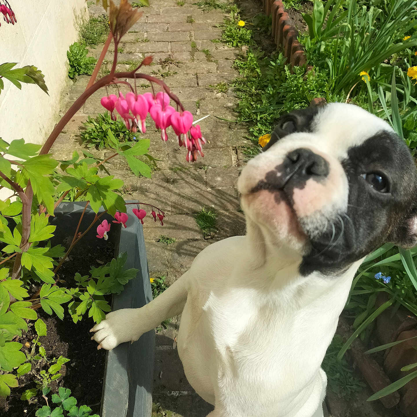 Daisy a rejoint le concours — aidez-le/la à gagner de superbes lots ! black_and_white, bloom, canine, close_up, cobblestone_path, curious, daylight, dog, flower_pot, garden, green_leaves, leaf, nature, outdoor, paw, pet, pink_flowers, plant, spring, sunlight