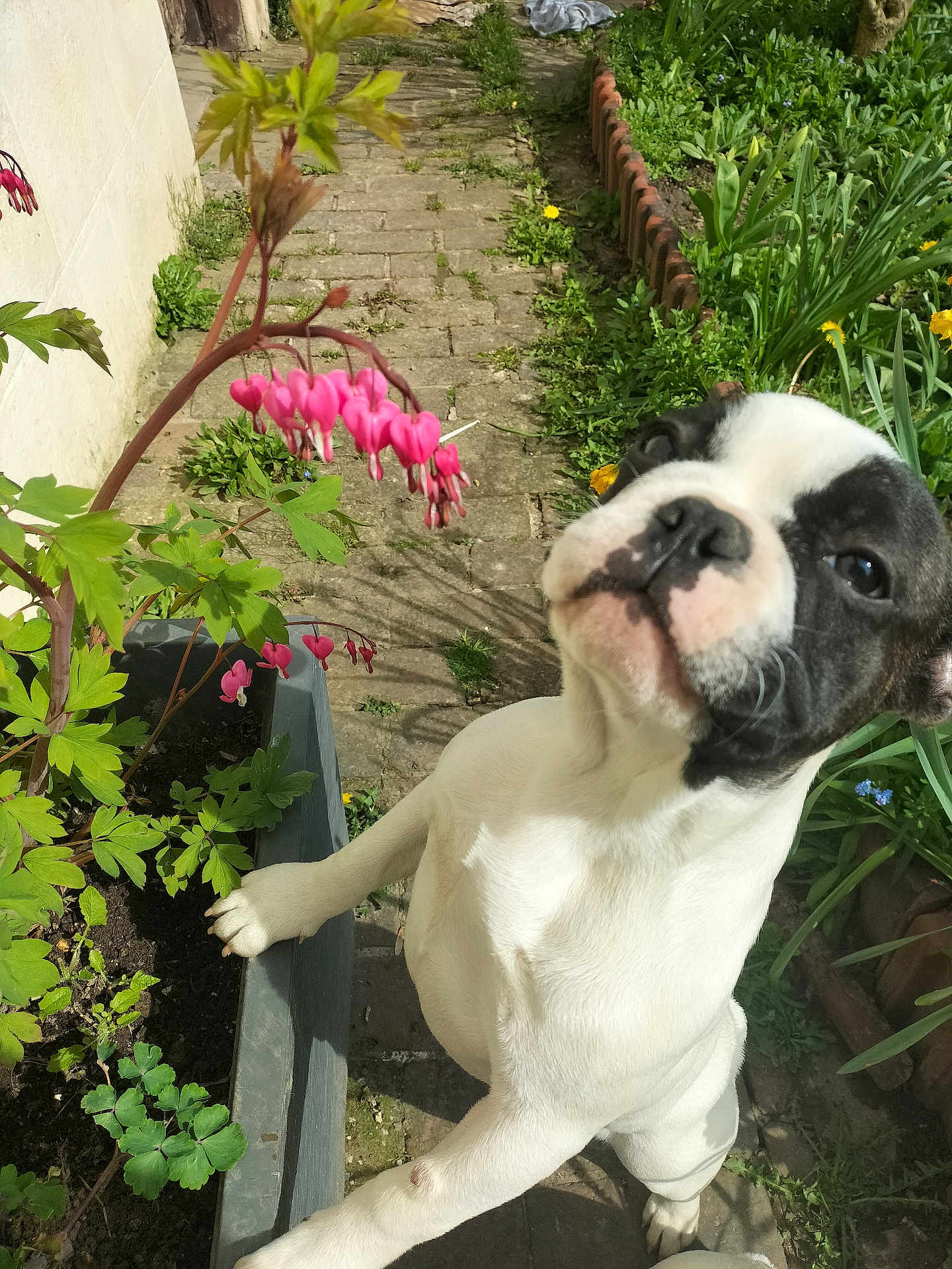 Daisy a rejoint le concours — aidez-le/la à gagner de superbes lots ! dog, flower_pot, pink_flowers, green_leaves, garden, sunlight, cobblestone_path, plant, pet, outdoor, nature, curious, black_and_white, canine, paw, spring, leaf, bloom, close_up, daylight
