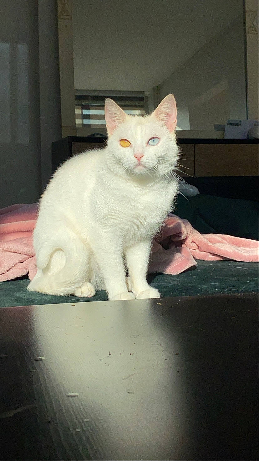 Miyuki a rejoint le concours — aidez-le/la à gagner de superbes lots ! carnivore, cat, claw, comfort, domestic_short_haired_cat, ear, eye, fawn, felidae, flooring, foot, fur, human_body, leg, paw, sitting, small_to_medium_sized_cats, snout, tail, whiskers