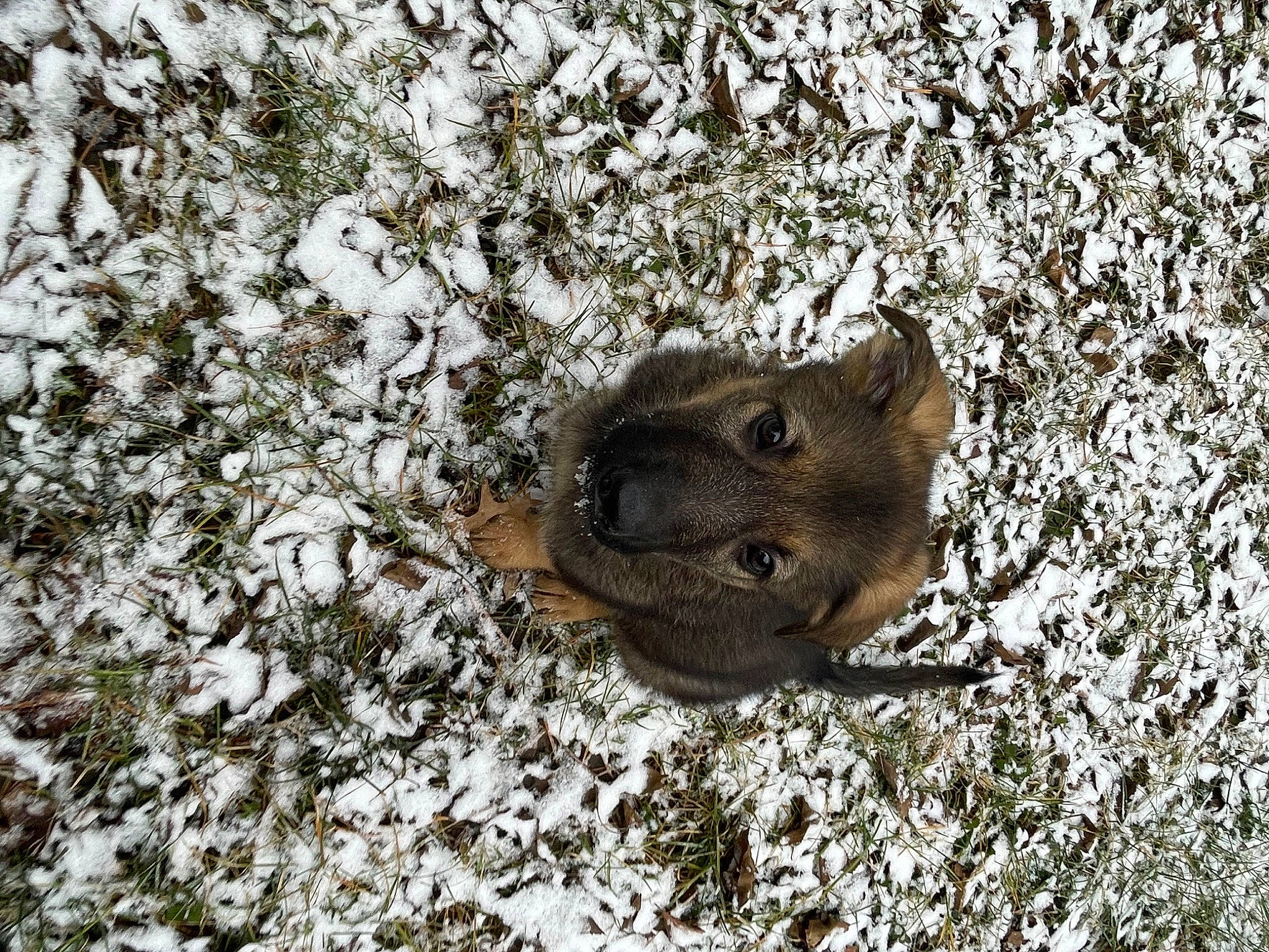 Dakota joined the competition — help win amazing prizes! amphibian, bat, eye, fox_squirrel, freezing, frost, fur, pest, rodent, snout, snow, soil, squirrel, terrestrial_animal, toad, tree, trunk, twig, winter, wood