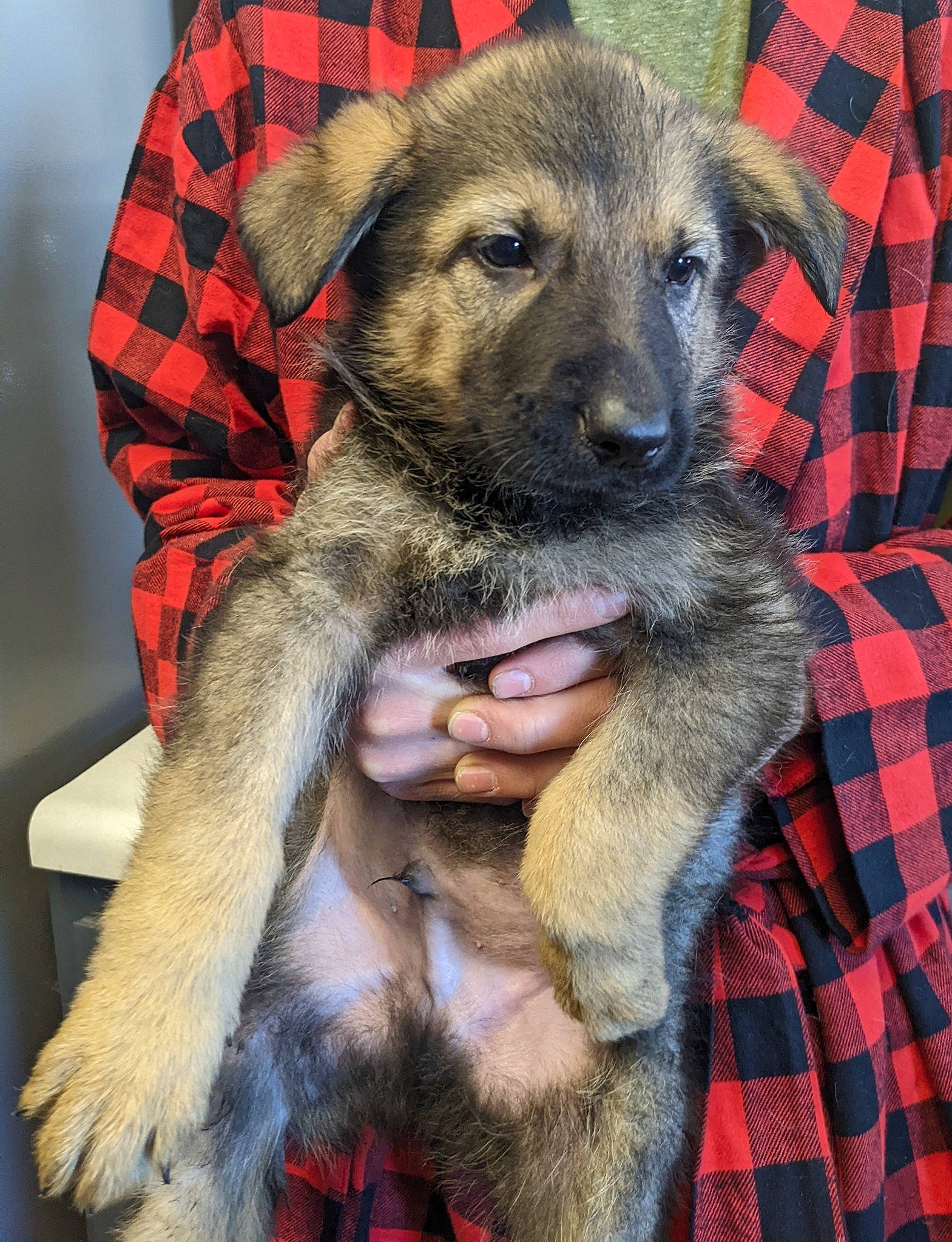 Dakota is registered to the contest to win money with this photo: canidae, carnivore, companion_dog, dog, dog_breed, fawn, fur, pattern, paw, pet_supply, plaid, sitting, snout, sporting_group, tartan, terrestrial_animal, working_animal, working_dog