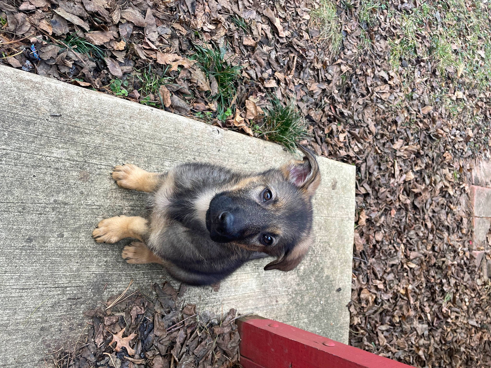 Dakota joined the competition — help win amazing prizes! asphalt, boar, canidae, carnivore, concrete, dog, dog_breed, domestic_pig, fawn, fur, grass, paw, peccary, road_surface, snout, soil, sporting_group, suidae, terrestrial_animal, wildlife