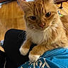 animal, blue_clothing, cat, closeup, ears, eyes, feline, fluffy, ginger_cat, indoors, lap, living_room, longhaired, orange_cat, pet, portrait, sitting, whiskers, white_paws, wooden_floor