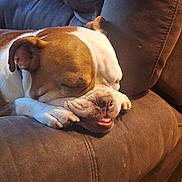 Bubba joined the competition — help win amazing prizes! dog, bulldog, sleeping, resting, couch, brown_couch, indoor, pet, animal, close_up, paw, fur, relaxed, snout, ears, mouth, nails, face, cozy, nap