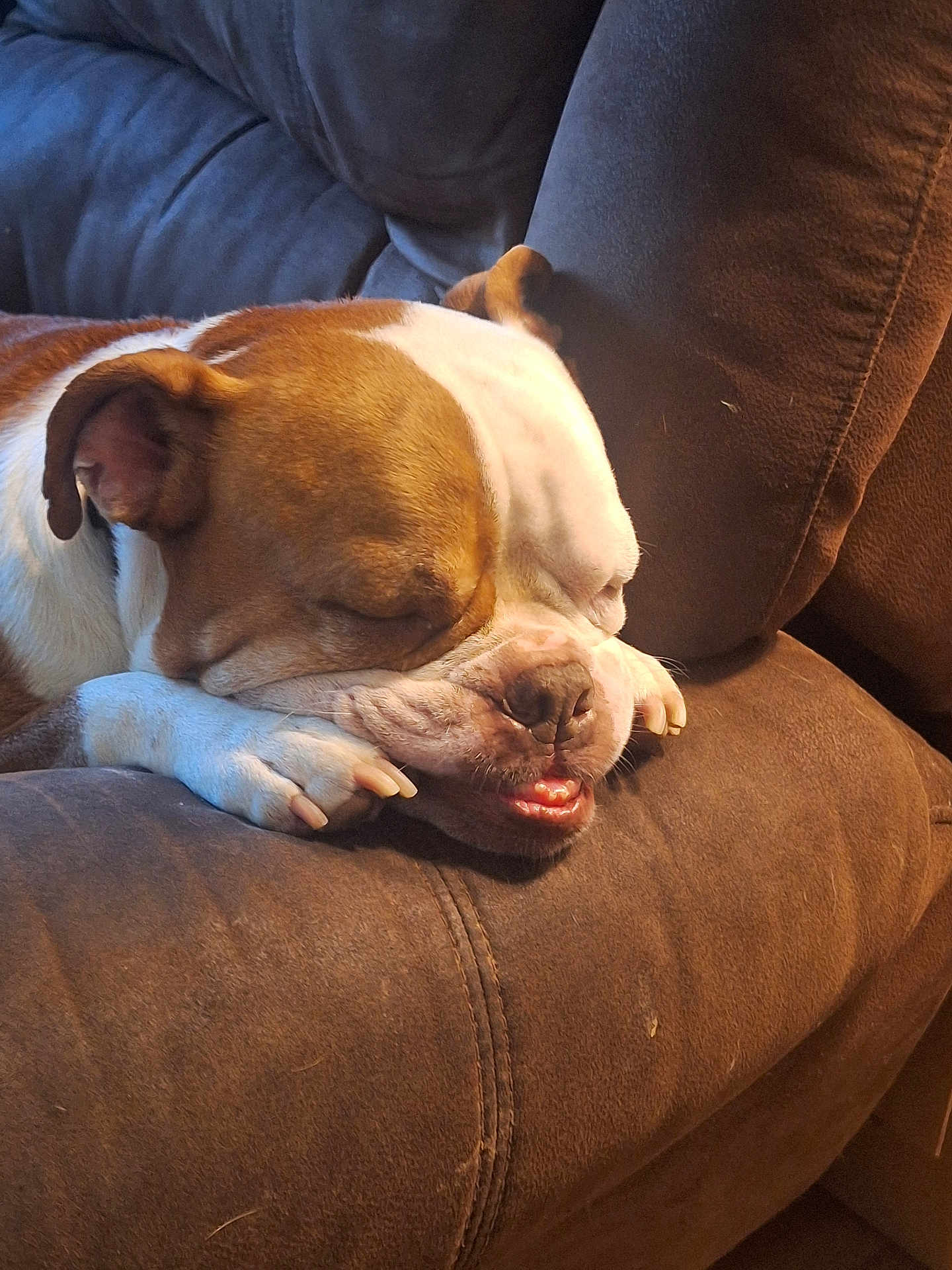 Bubba joined the competition — help win amazing prizes! dog, bulldog, sleeping, resting, couch, brown_couch, indoor, pet, animal, close_up, paw, fur, relaxed, snout, ears, mouth, nails, face, cozy, nap