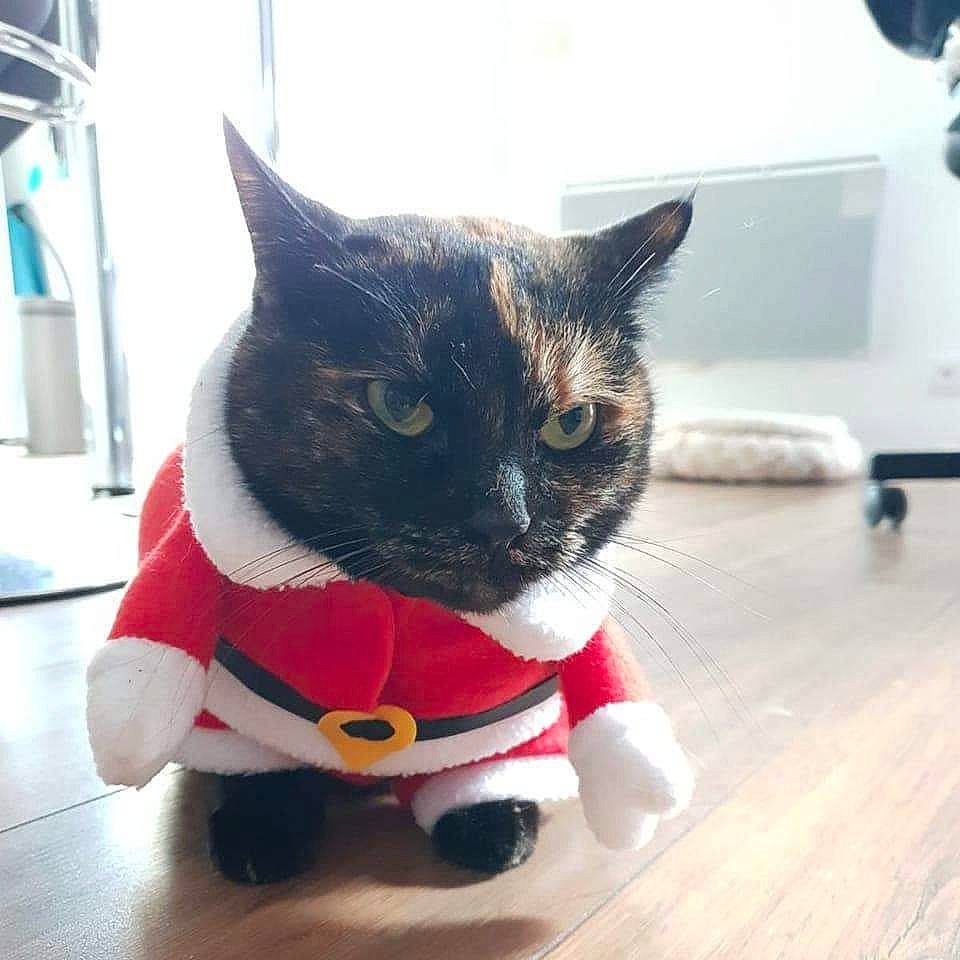 Linda a rejoint le concours — aidez-le/la à gagner de superbes lots ! bow_tie, carnivore, cat, comfort, domestic_short_haired_cat, felidae, flooring, foot, fur, grey, home_appliance, paw, small_to_medium_sized_cats, snout, tail, television, toy, whiskers, window, wood