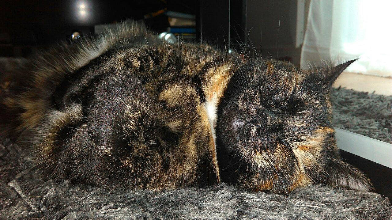 Linda participe au concours pour gagner de l'argent avec cette photo : brown, carnivore, cat, claw, comfort, domestic_short_haired_cat, ear, felidae, fur, nap, paw, sleep, small_to_medium_sized_cats, snout, terrestrial_animal, whiskers